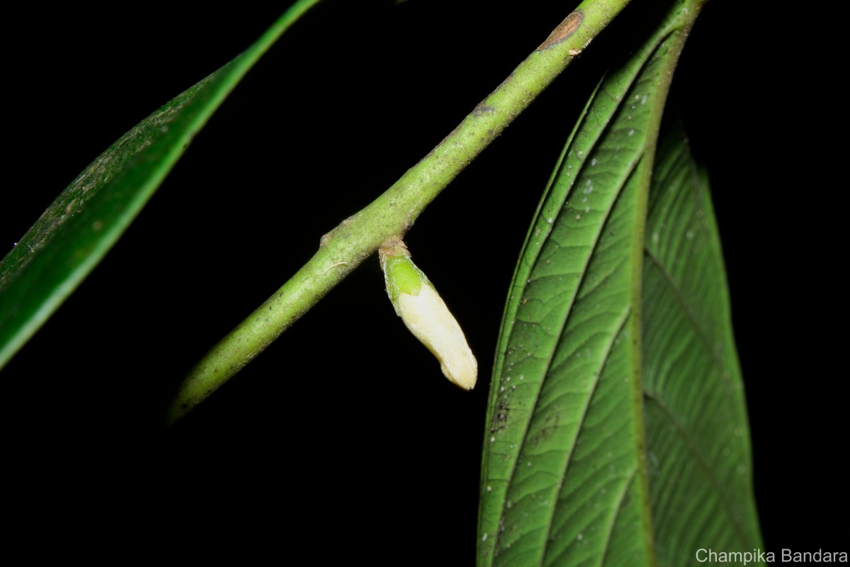 Diospyros insignis Thwaites